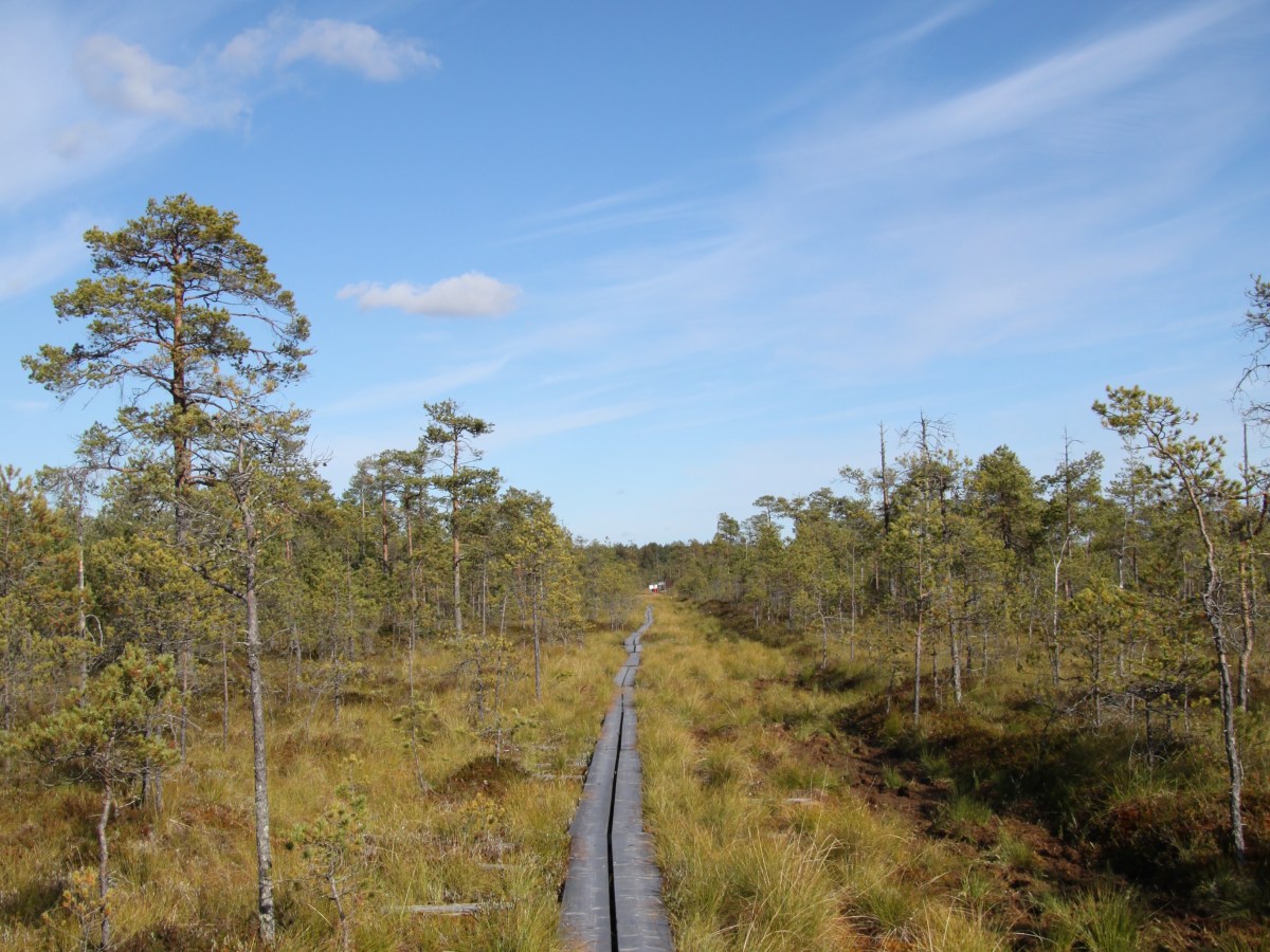 Suossa suon tavalla, tai suosta pois – Kolumni Ilkassa&nbsp;28.9.2016